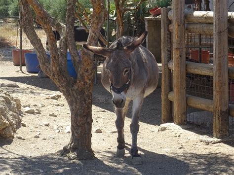 Agia Marina Donkey Sanctuary Iraklio Province
