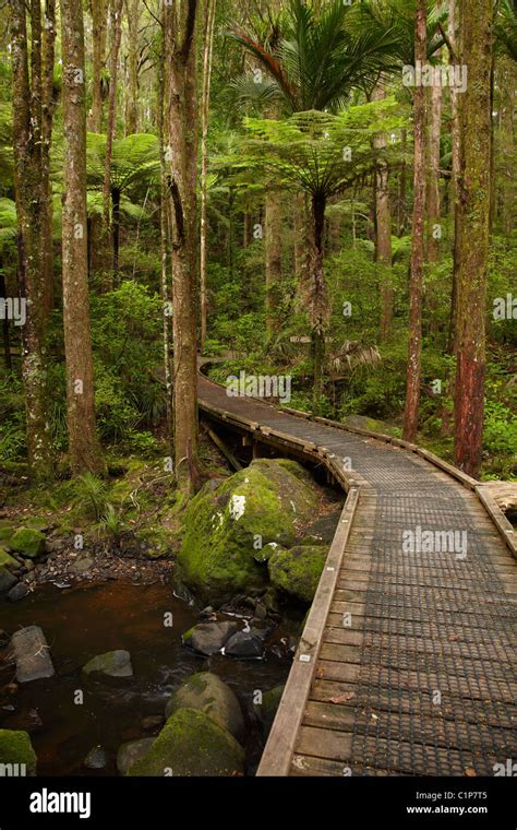 AH Reed Memorial Kauri Park Bay Of Islands & Northland