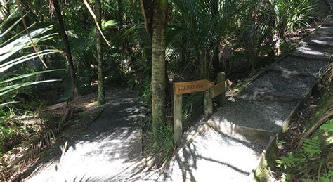 Alice Eaves Scenic Reserve North Auckland