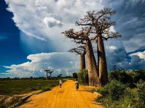 Allée des Baobabs Western Madagascar