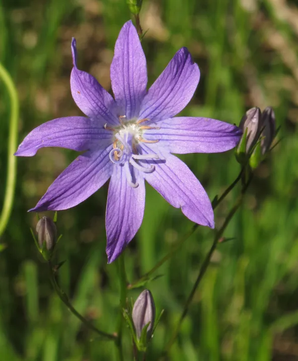 Alpine Garden Carinthia