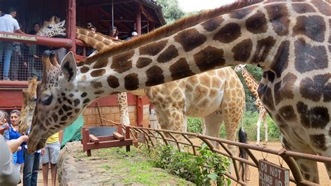 Animal Orphanage Nairobi