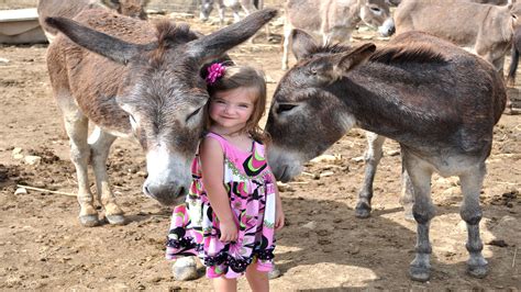 Antigua's Donkey Sanctuary