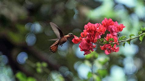 Arboretum Nacional Juan Batista Salas Managua