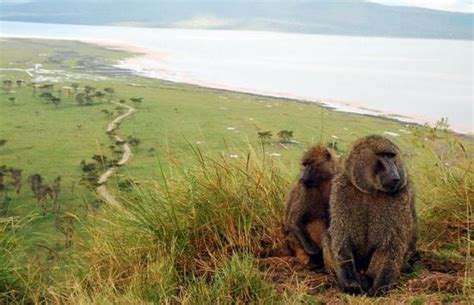 Baboon Cliffs Lake Nakuru National Park