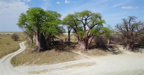 Baines’ Baobabs Botswana