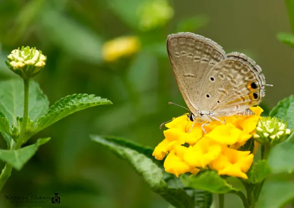 Baldha Gardens Dhaka