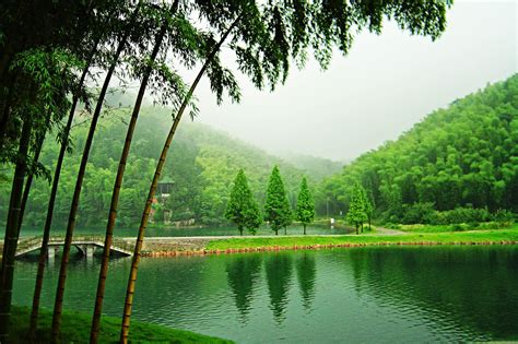 Bamboo Sea Guizhou