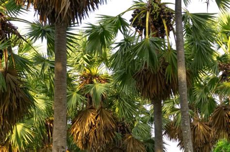 Ban Hin Siew Tai Palm Sugar Trees Si Phan Don