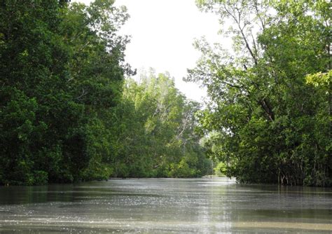 Bao Bolong Wetland Reserve The Gambia
