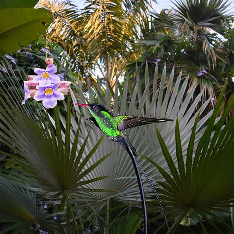 Barney's Flower & Hummingbird Garden Negril