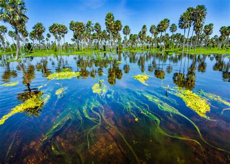 Bañado la Estrella The Gran Chaco