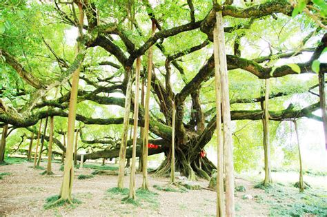 Big Banyan Tree Guangxi