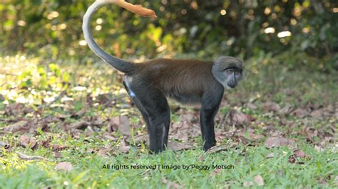 Birougou National Park Gabon