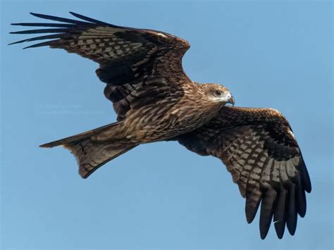 Black Kite Aberdeen & South Hong Kong Island