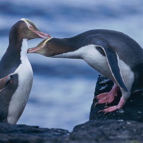 Blue Penguin Colony Dunedin & Otago