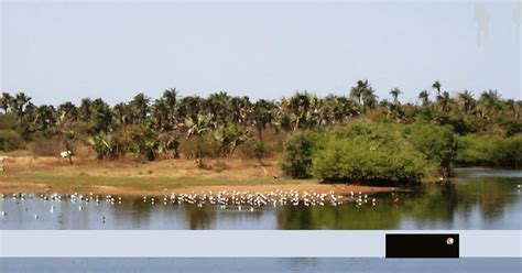 Bolong Fenyo Community Wildlife Reserve The Gambia
