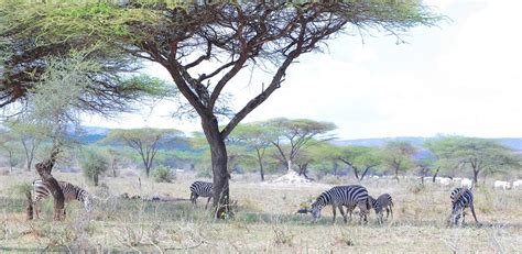 Borana National Park – Yabelo Wildlife Sanctuary Southern Ethiopia