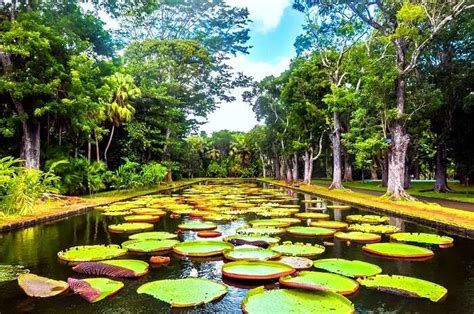 Botanical Gardens Mauritius
