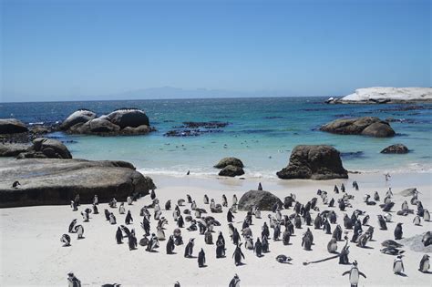 Boulders Penguin Colony Simon'S Town & Southern Peninsula