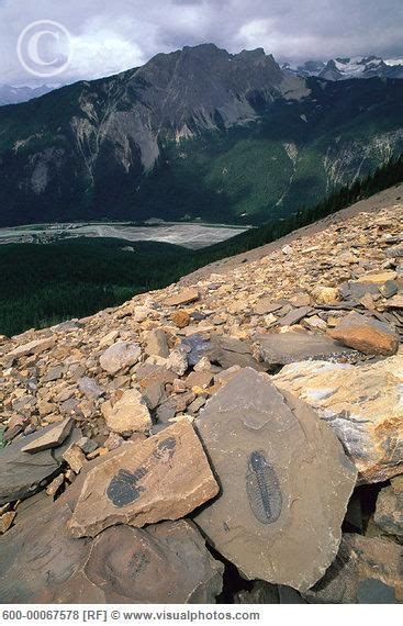 Burgess Shale Fossil Beds British Columbia