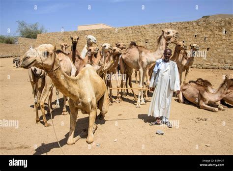 Camel Market Eritrea