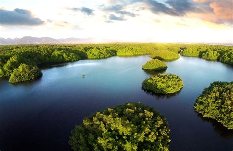 Caroni Bird Sanctuary Trinidad