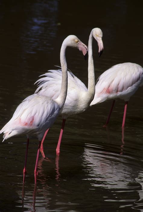 Casela World of Adventures Flic En Flac