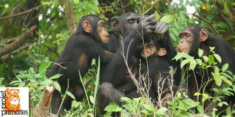 Centre de Conservation pour Chimpanzés Guinea