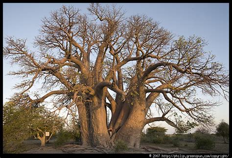 Chapman’s Baobab Botswana