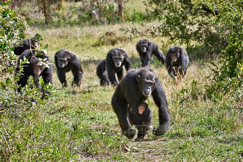 Chimpanzee Sanctuary Laikipia Plateau