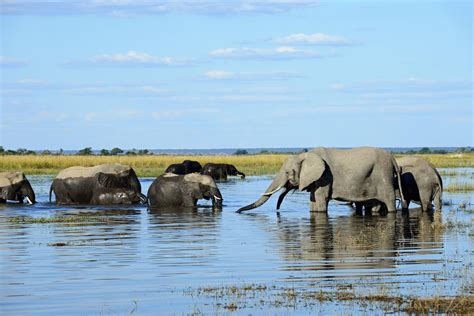 Chobe National Park Botswana