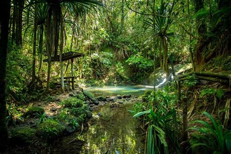 Colo-i-Suva Forest Park