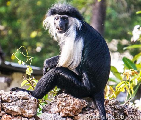 Colobus Conservation Centre Diani Beach