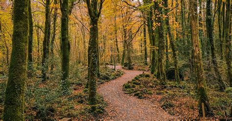 Coole Park County Galway