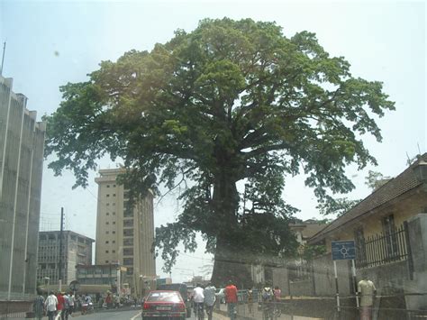 Cotton Tree Sierra Leone