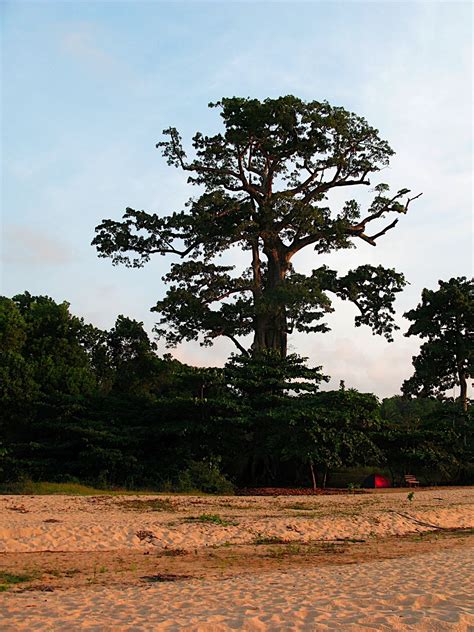 Cotton Trees Liberia