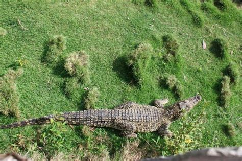 Criadero Cocodrilo Isla De La Juventud