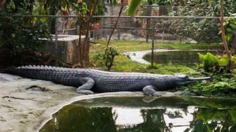 Crocodile Breeding Centre Western Bhutan