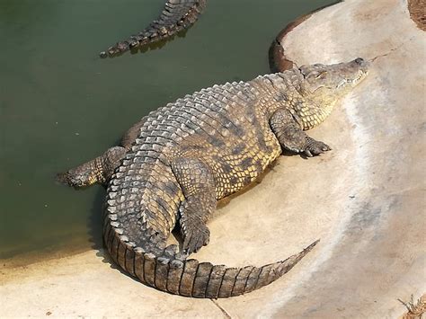 Crocodile Farm Namibia