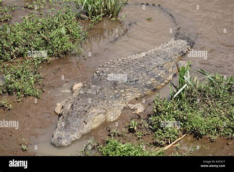 Crocodile Point Kenya