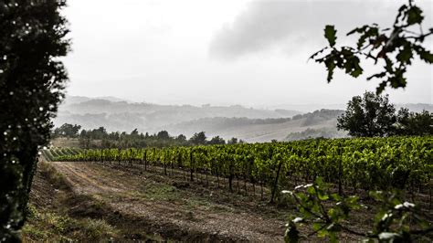 Cypress Alley Central Coast & Elba