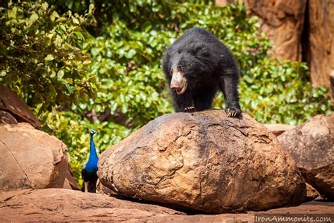 Daroji Sloth Bear Sanctuary Hampi