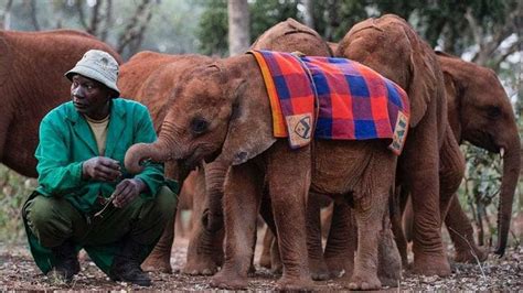 David Sheldrick Wildlife Trust Nairobi