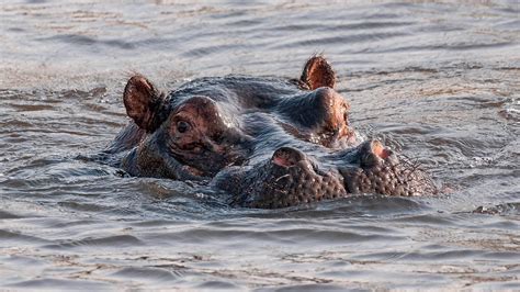 Dombo Hippo Pools Okavango Delta