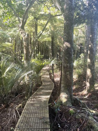 Dome Forest North Auckland