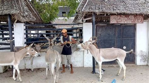 Donkey Sanctuary Lamu Island