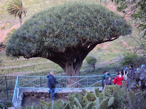 Drago de Agalán La Gomera