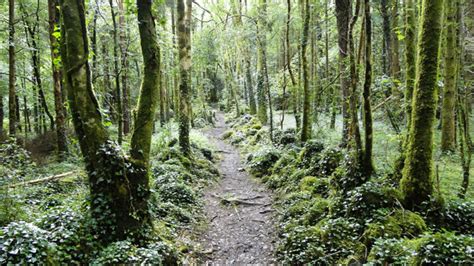 Dromore Wood The Burren