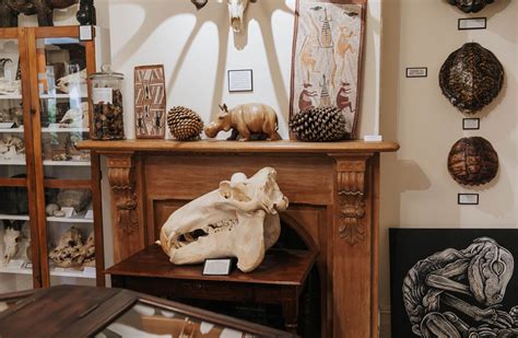 Dunedin Museum of Natural Mystery